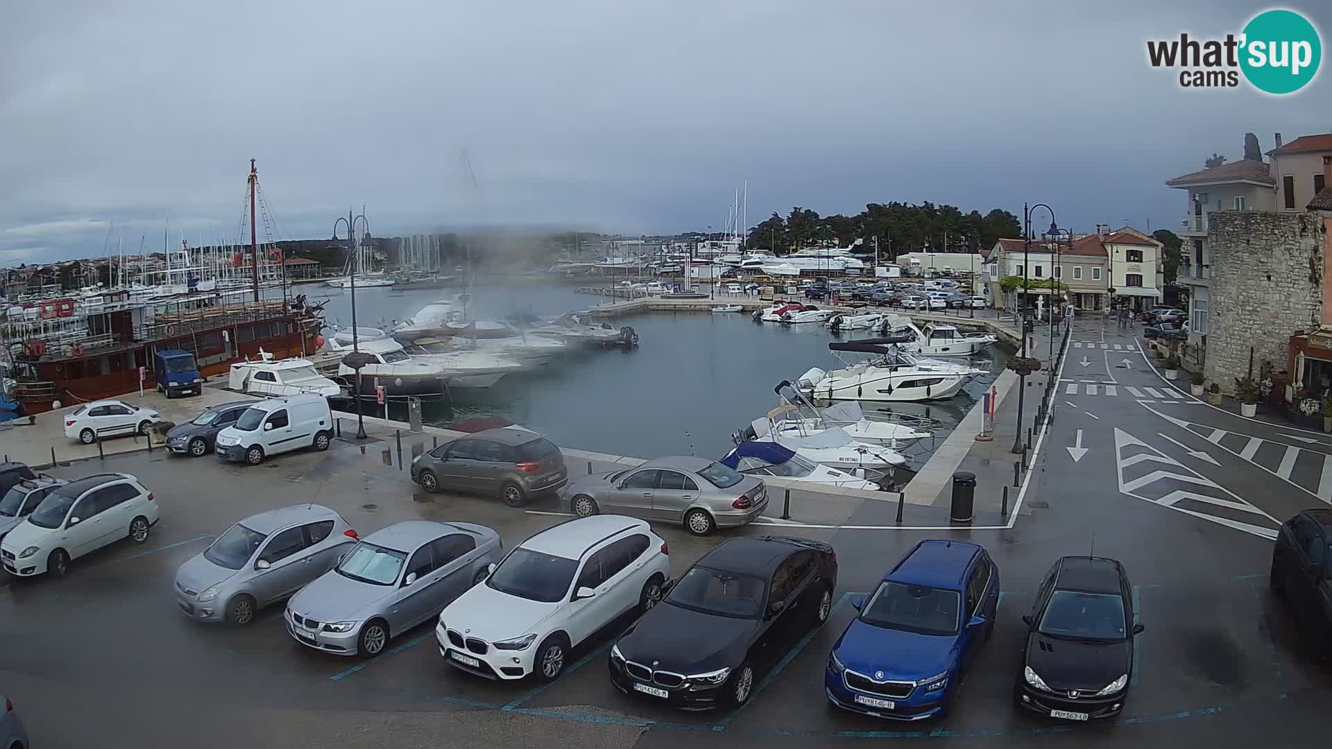 Novigrad | Porporela marina