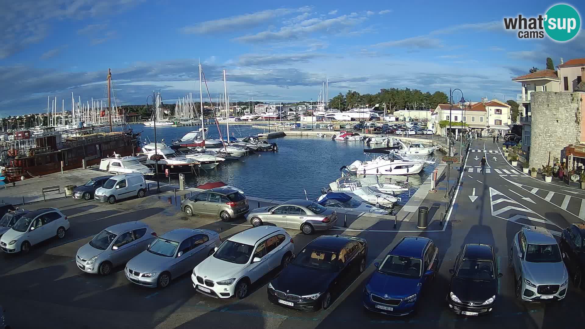 Novigrad | Porporela marina