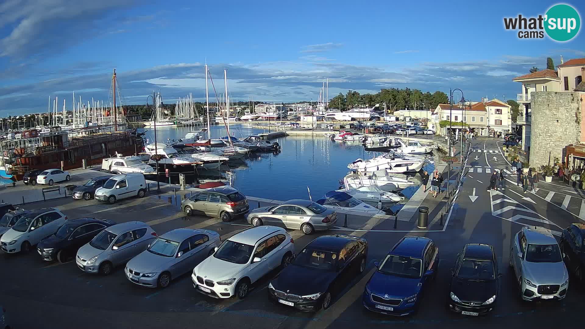 Novigrad | Porporela marina