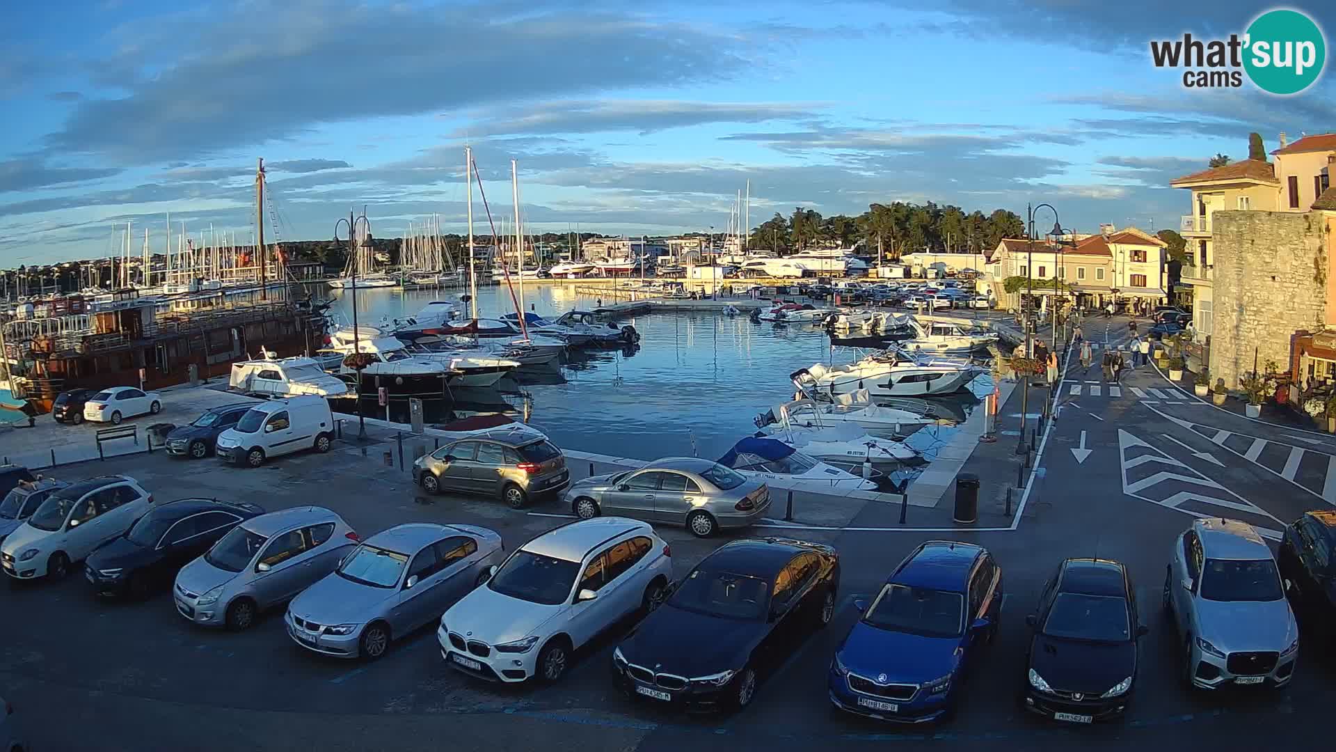 Novigrad | Porporela marina