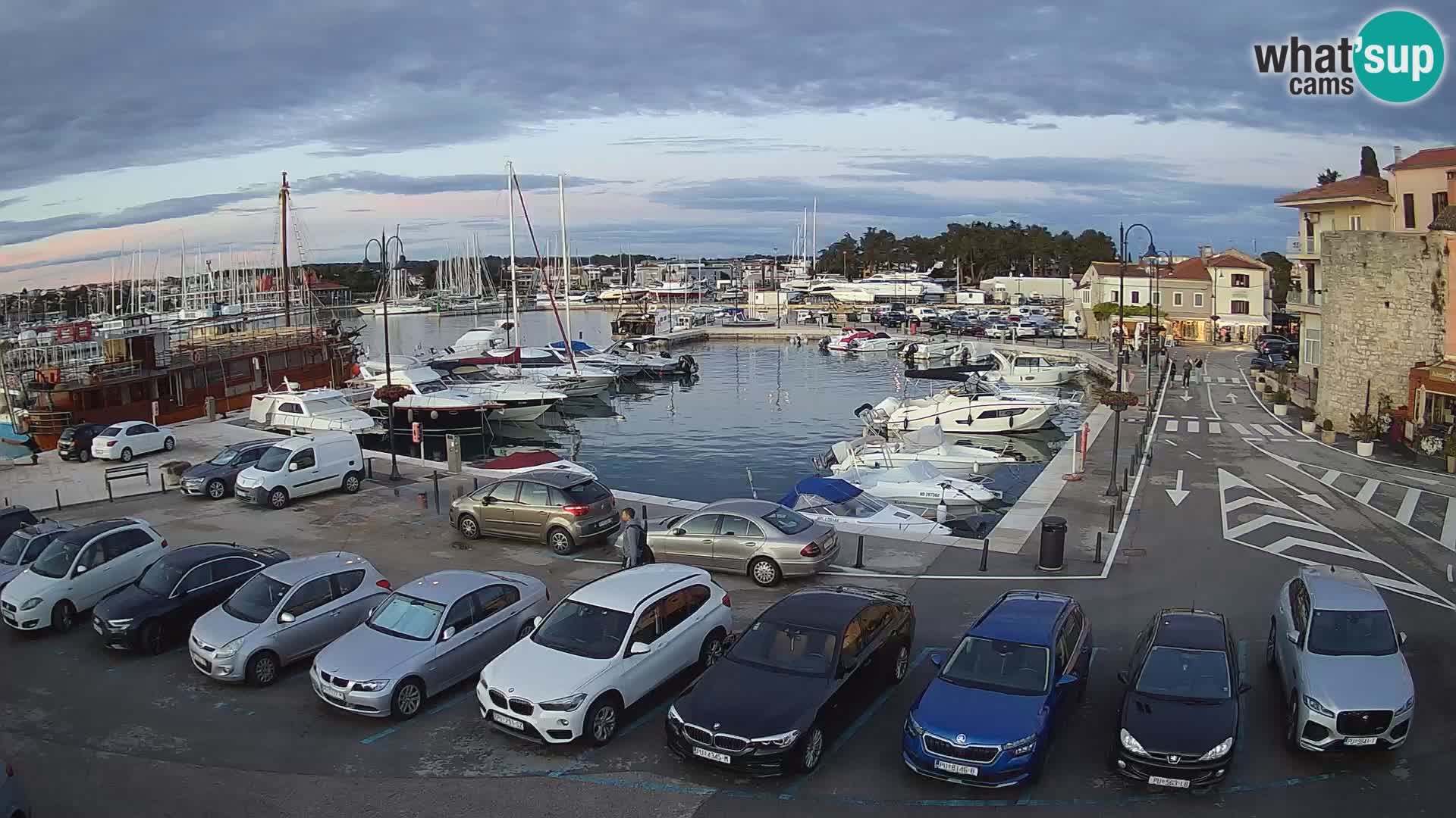 Novigrad | Porporela marina