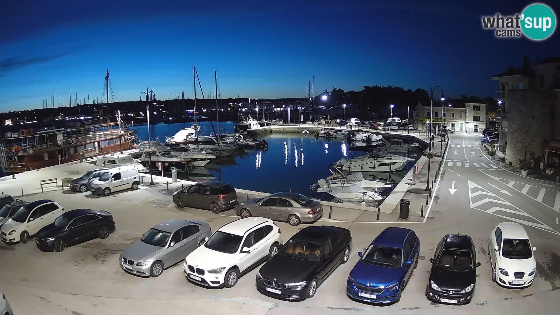 Novigrad | Porporela marina