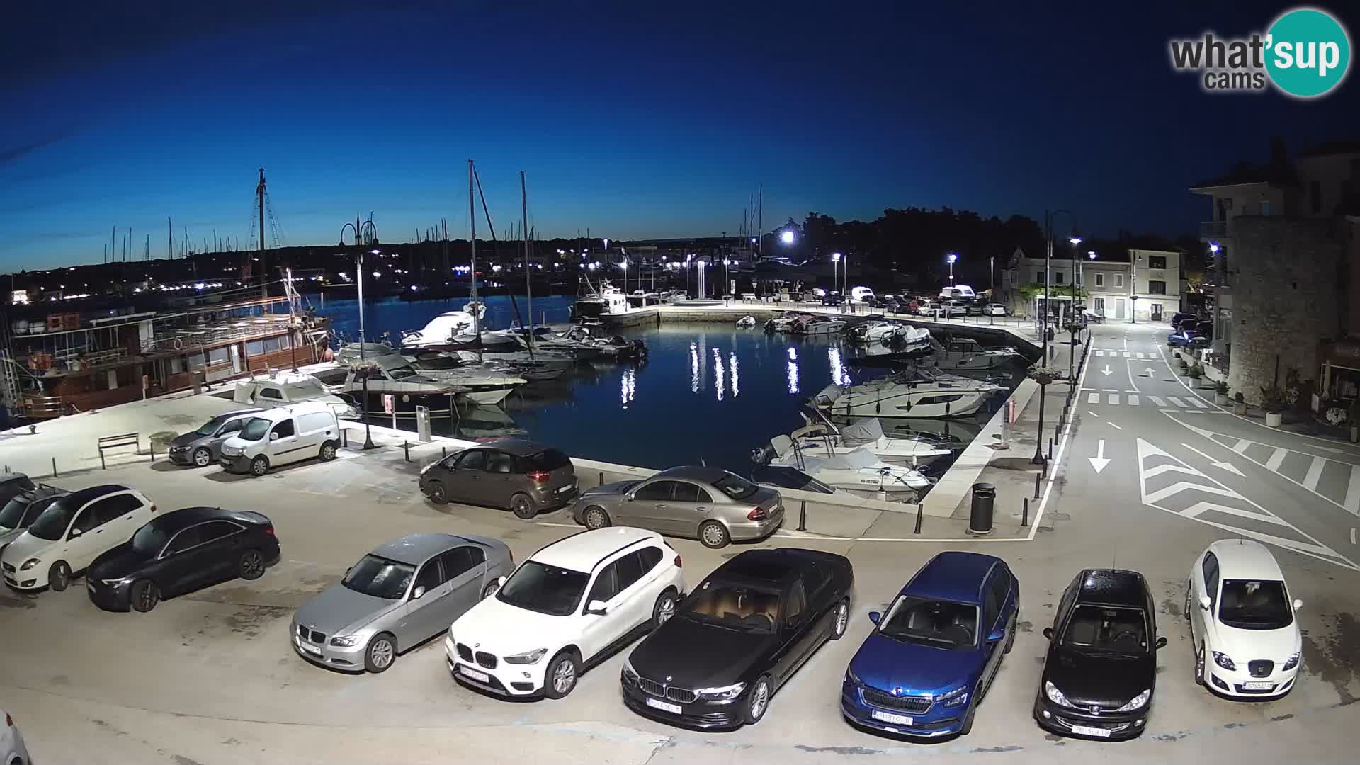 Novigrad | Porporela marina