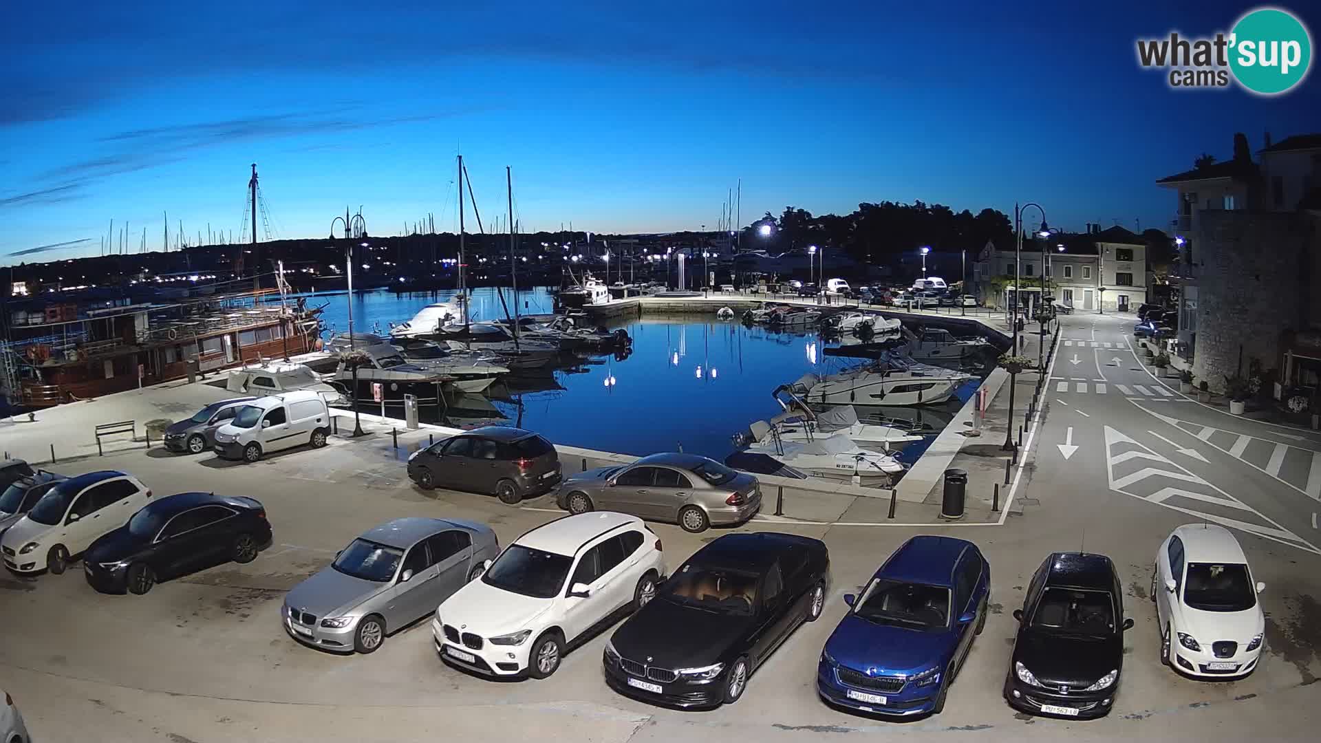 Novigrad | Porporela marina