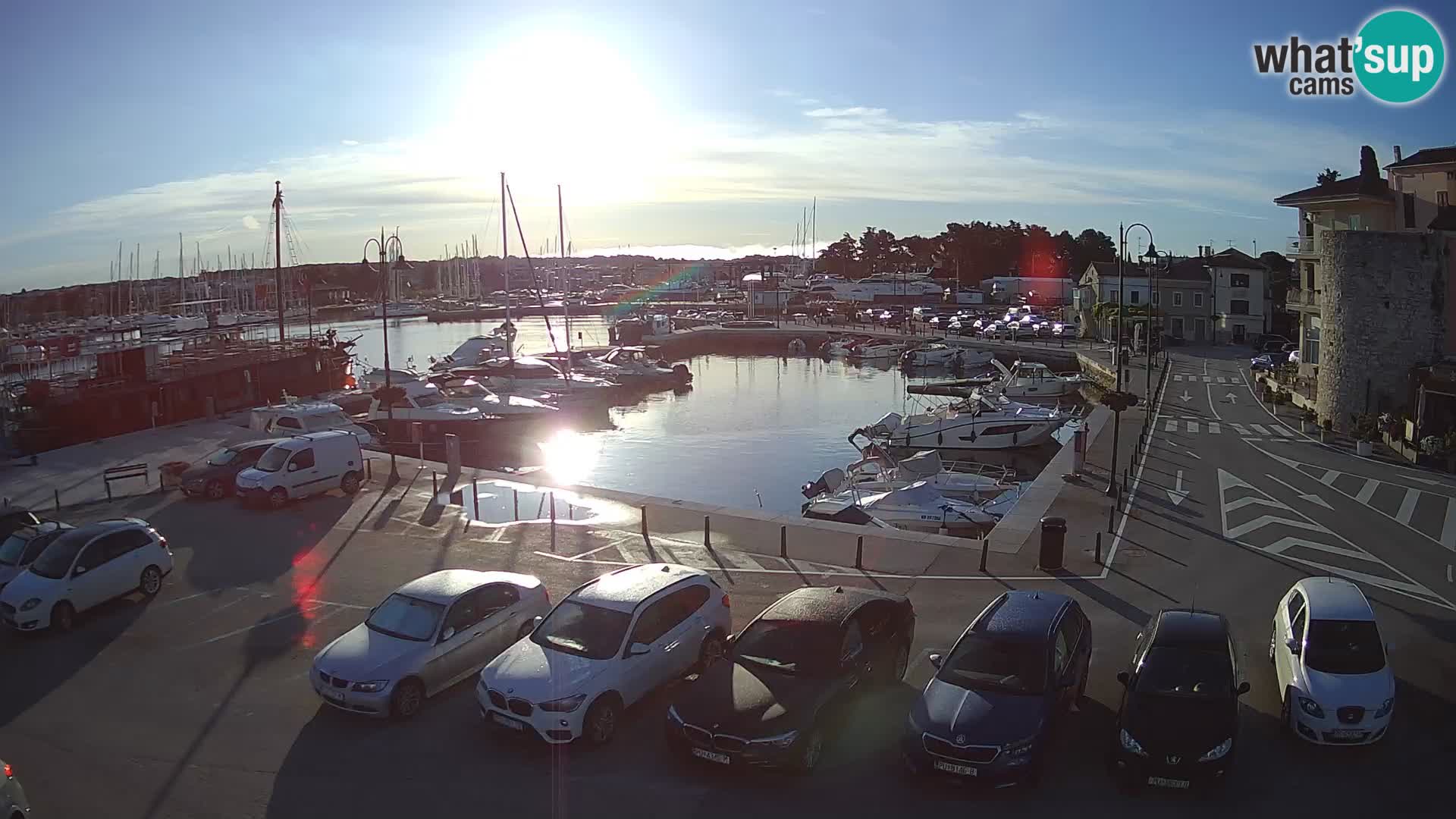 Novigrad | Porporela marina