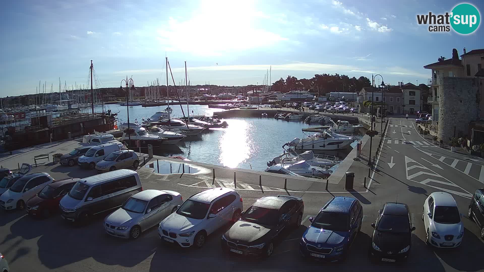 Novigrad | Porporela marina