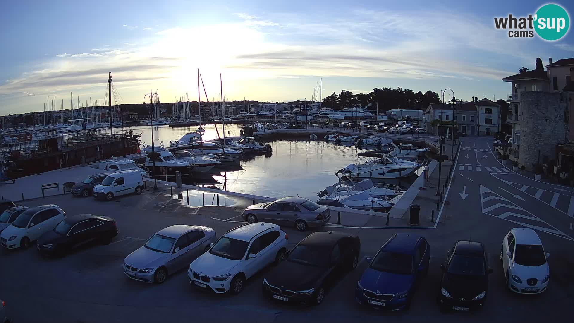 Novigrad | Porporela marina