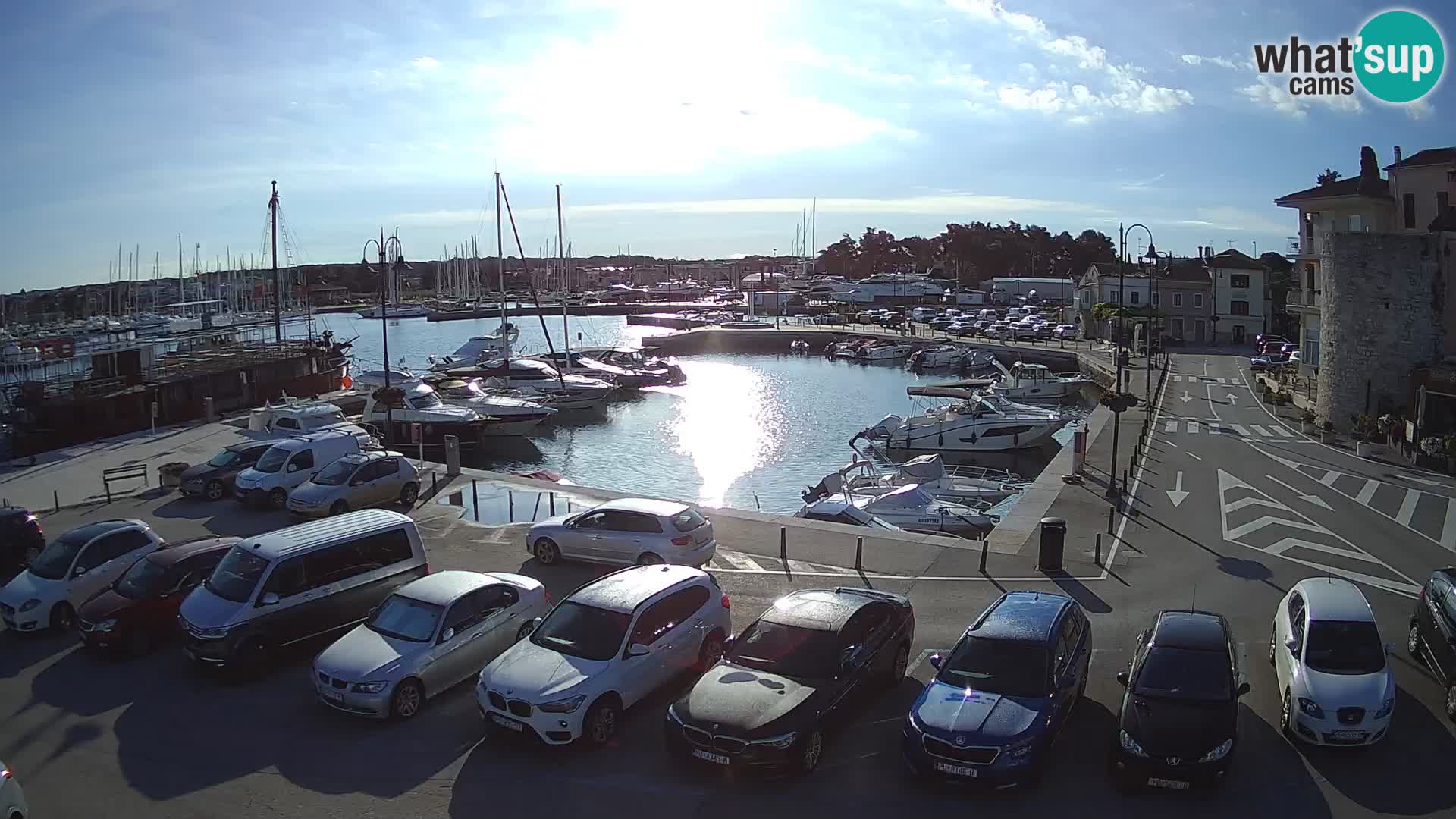 Novigrad | Porporela marina