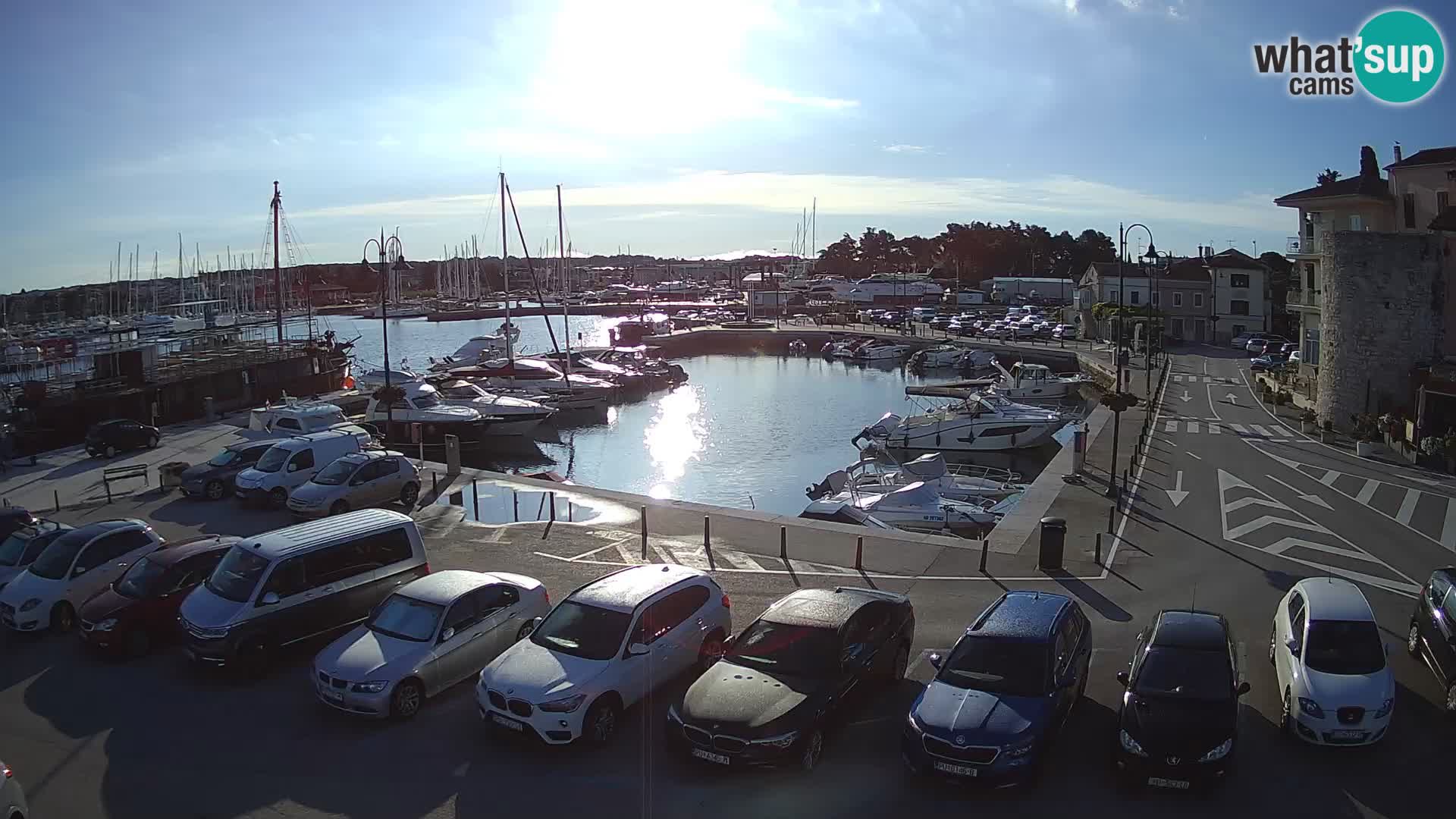 Novigrad | Porporela marina