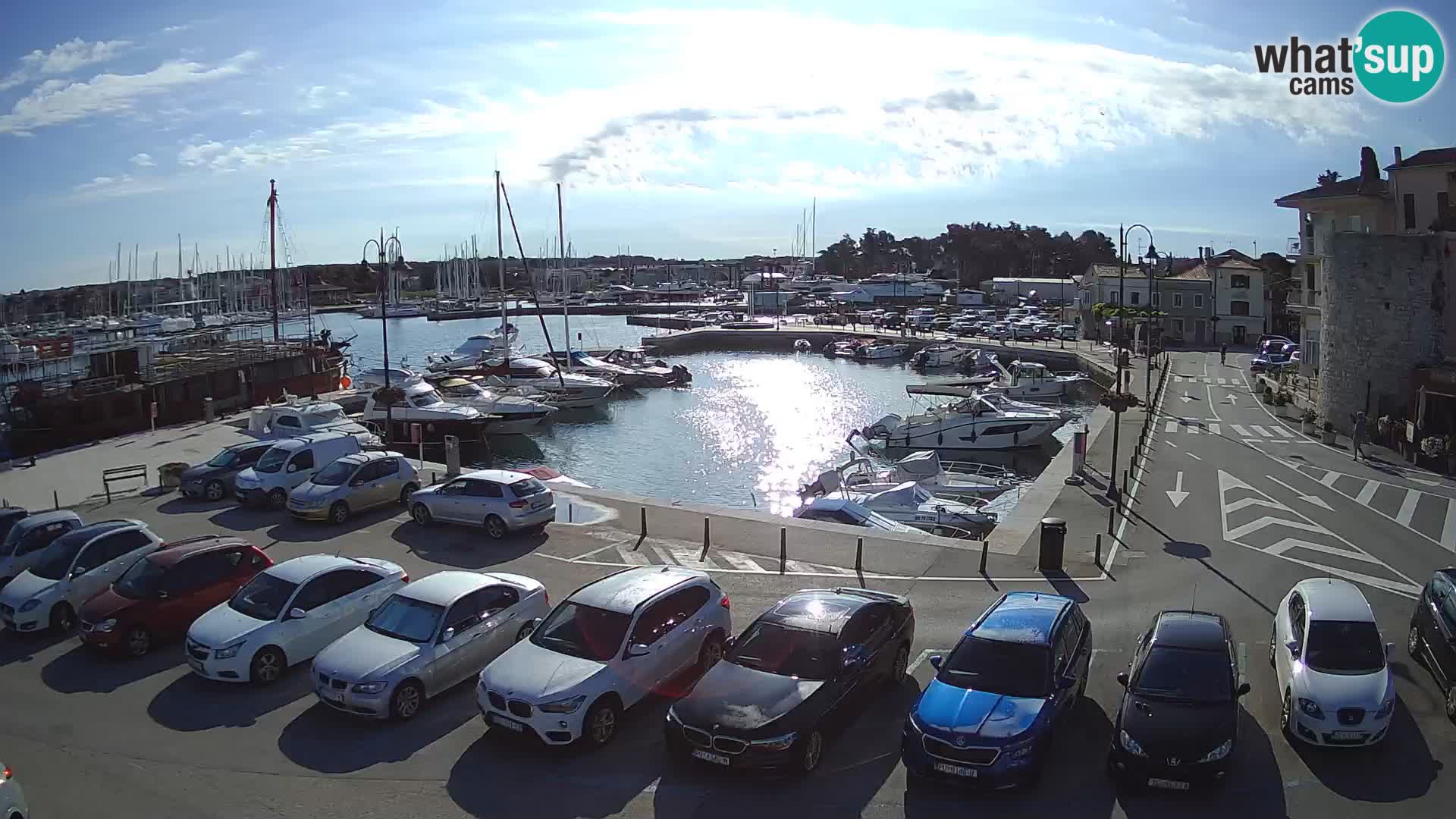 Novigrad | Porporela marina