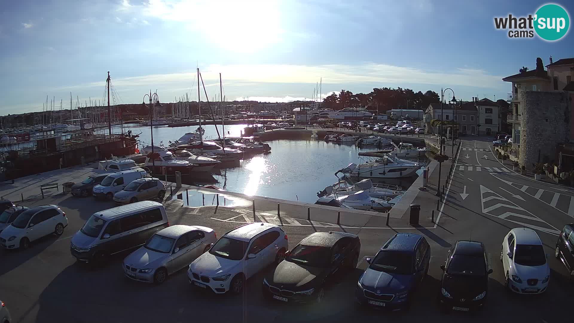 Novigrad | Porporela marina