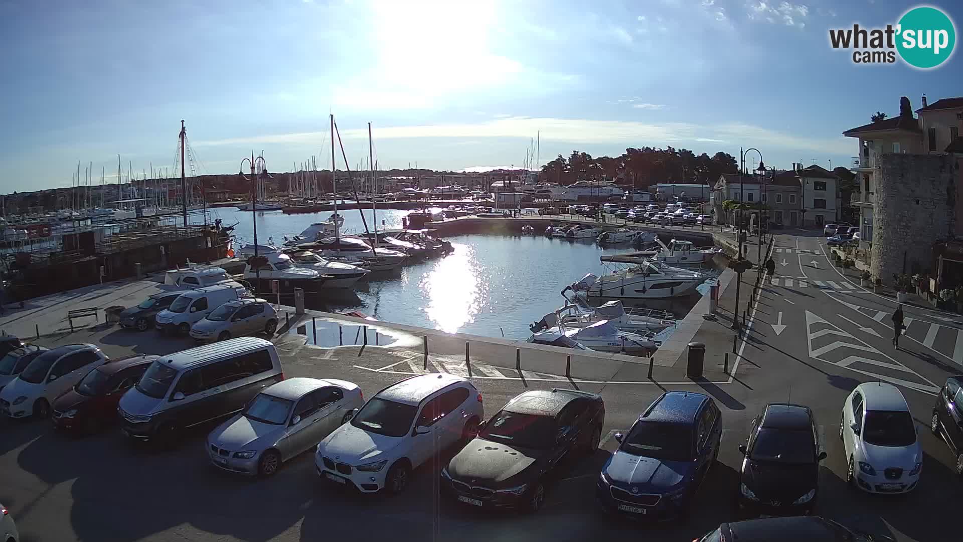 Novigrad | Porporela marina