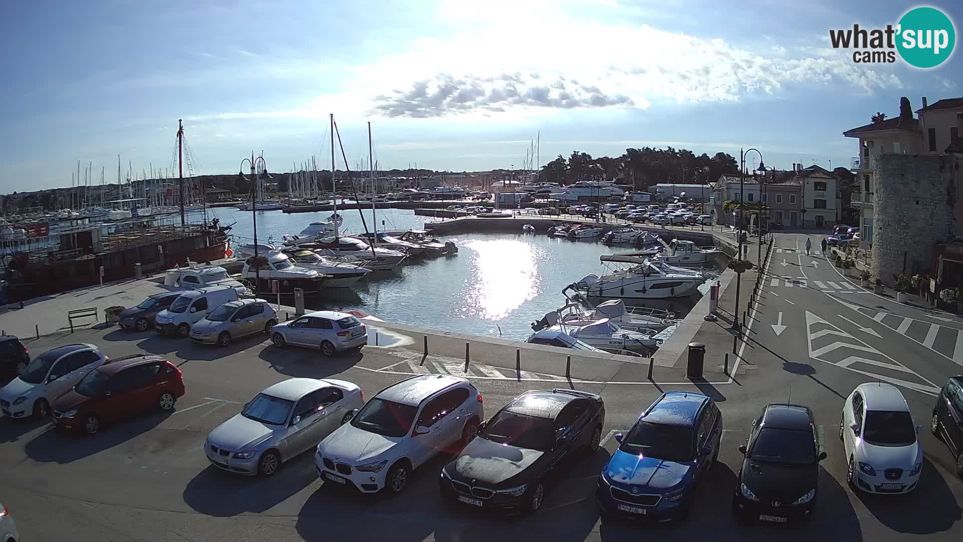 Novigrad | Porporela marina