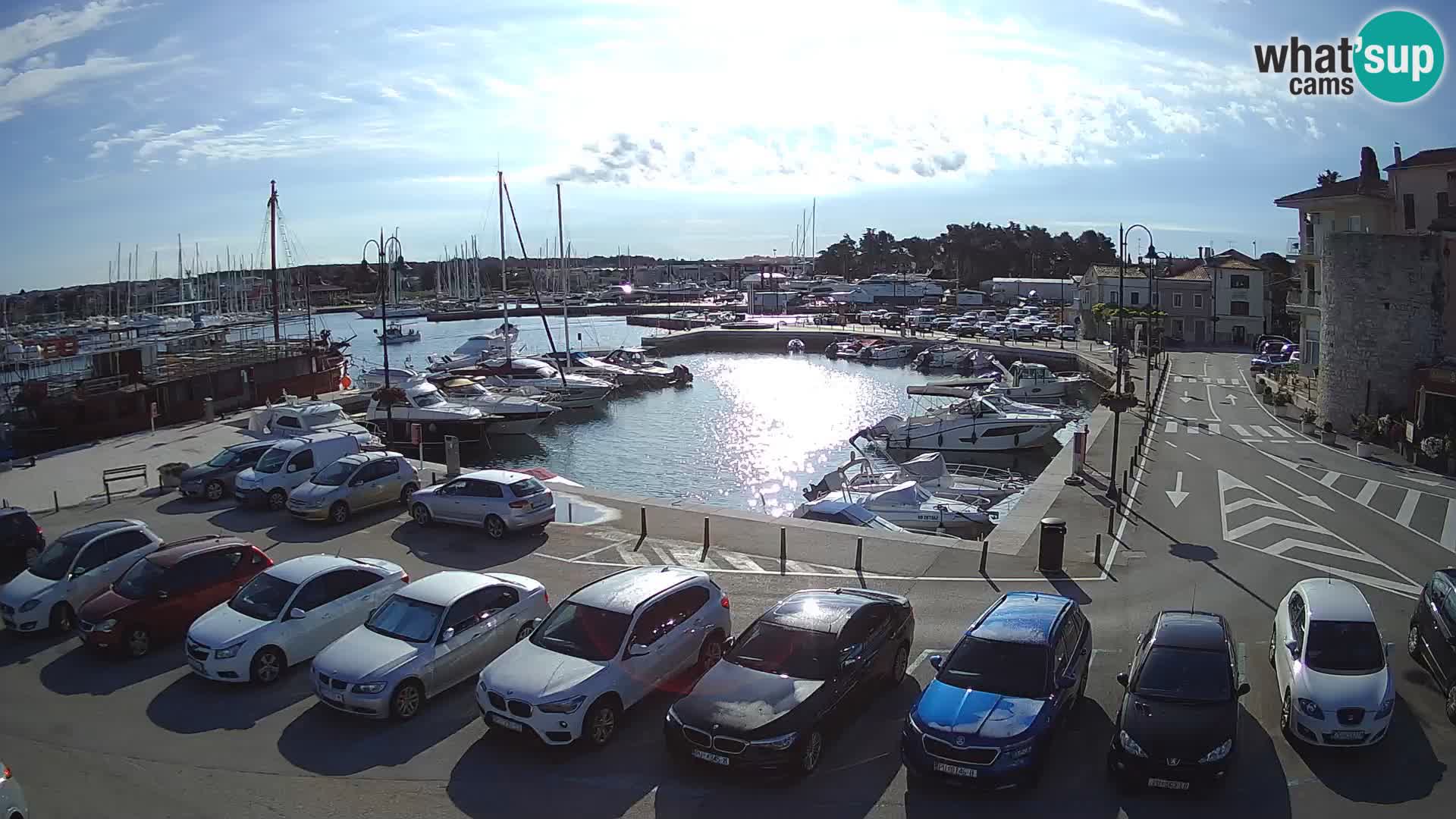 Novigrad | Porporela marina