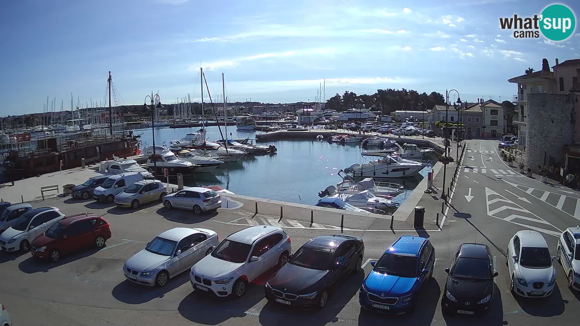 Novigrad | Porporela marina