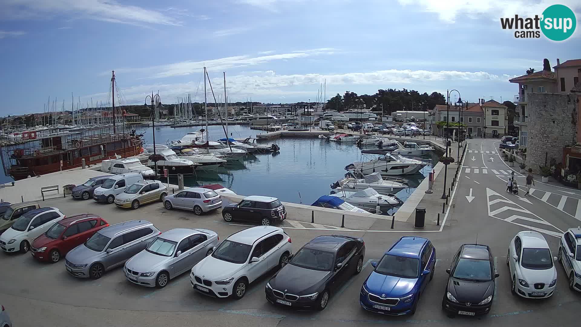 Novigrad | Porporela marina