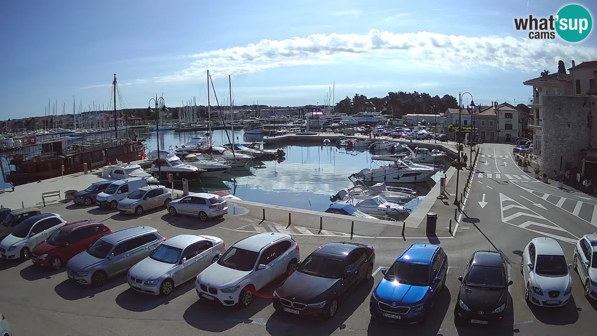Novigrad | Porporela marina