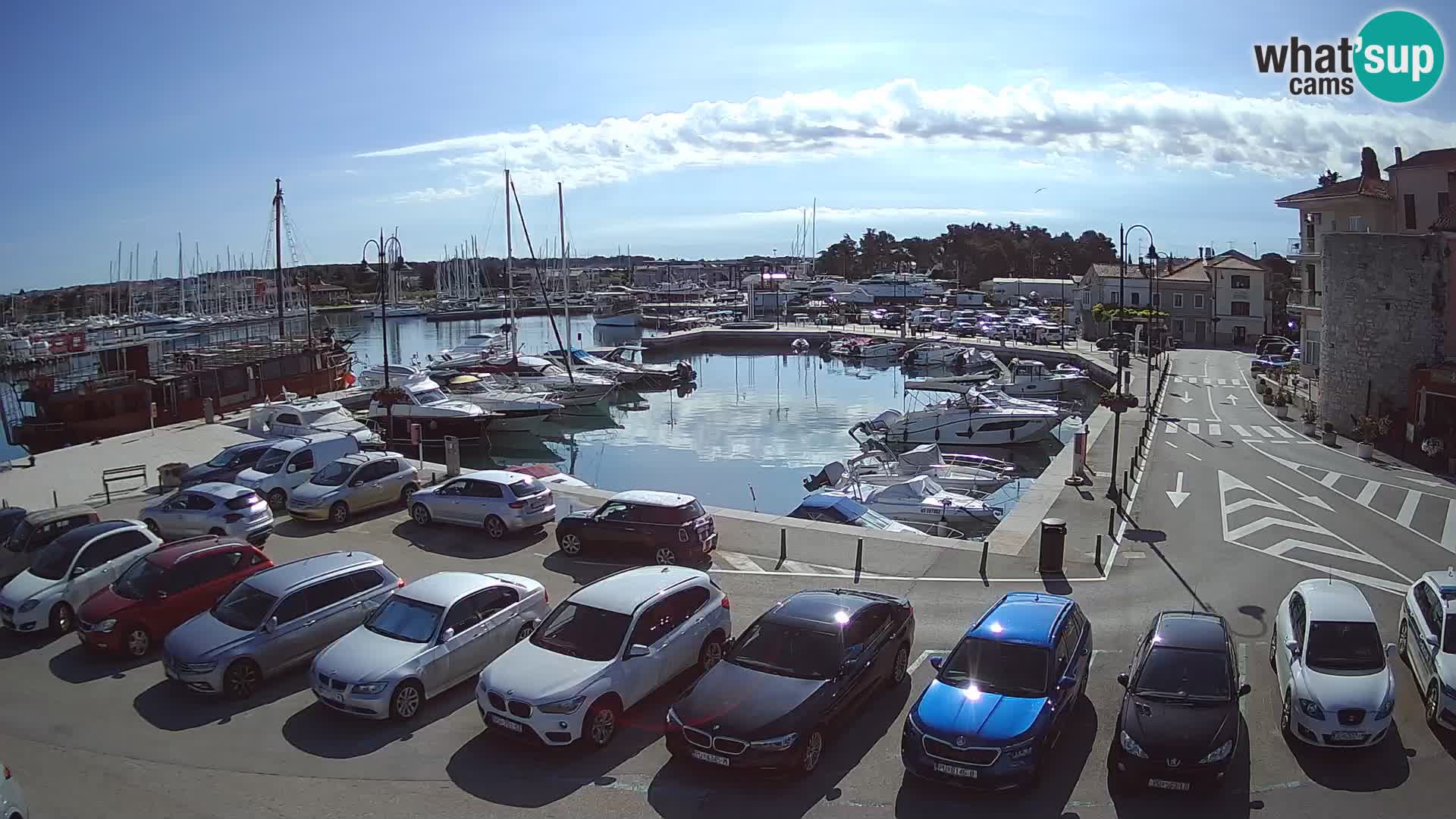 Novigrad | Porporela marina