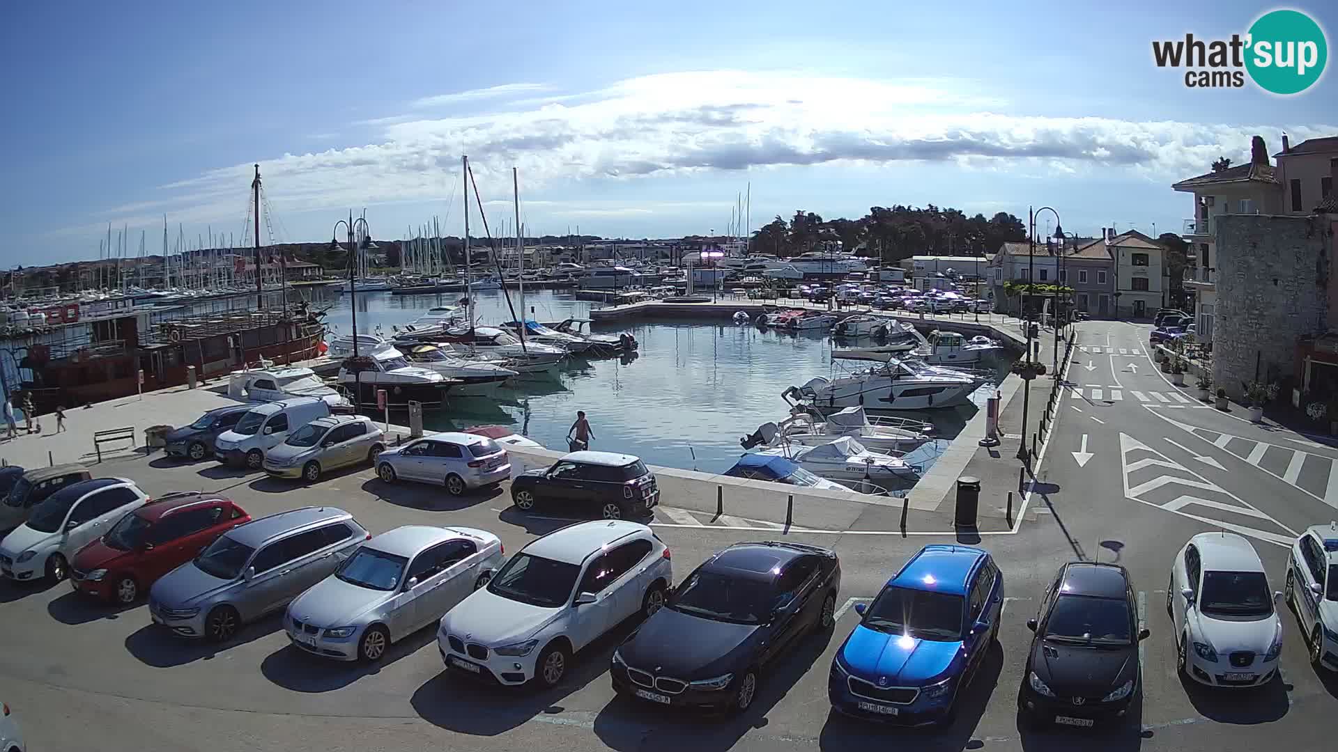 Novigrad | Porporela marina