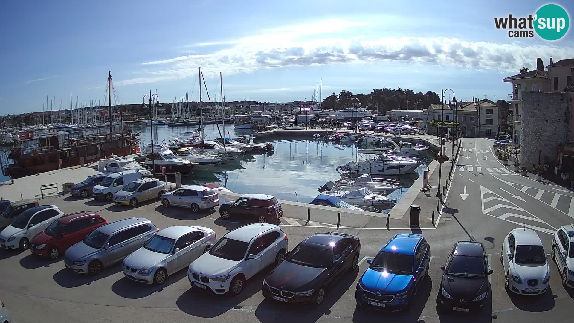 Novigrad | Porporela marina