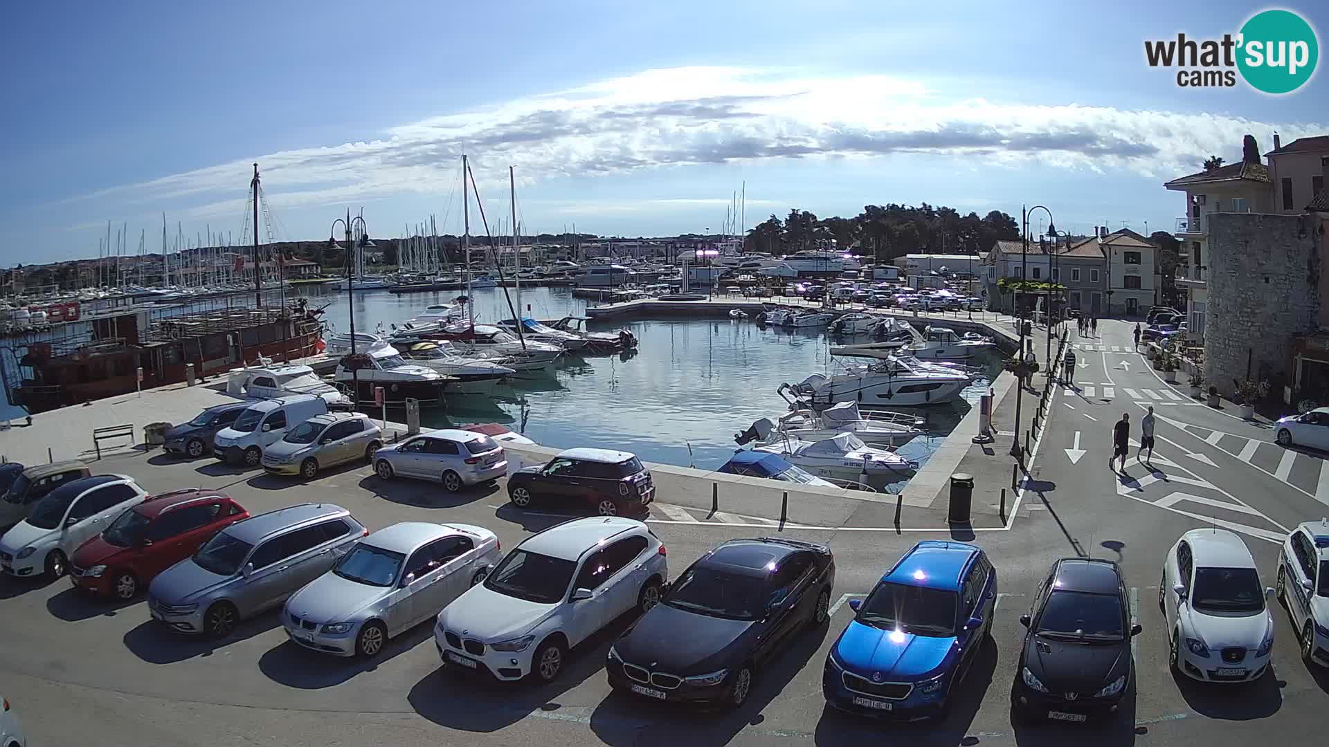Novigrad | Porporela marina