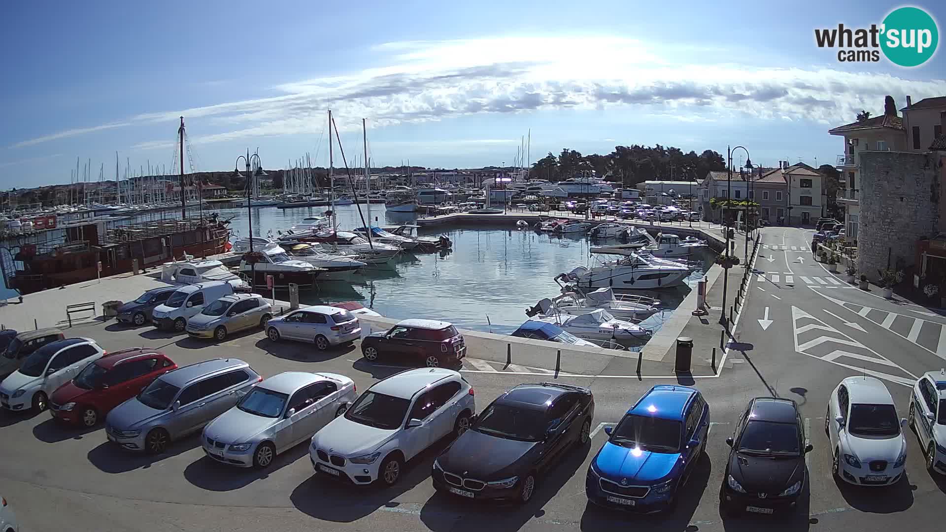 Novigrad | Porporela marina