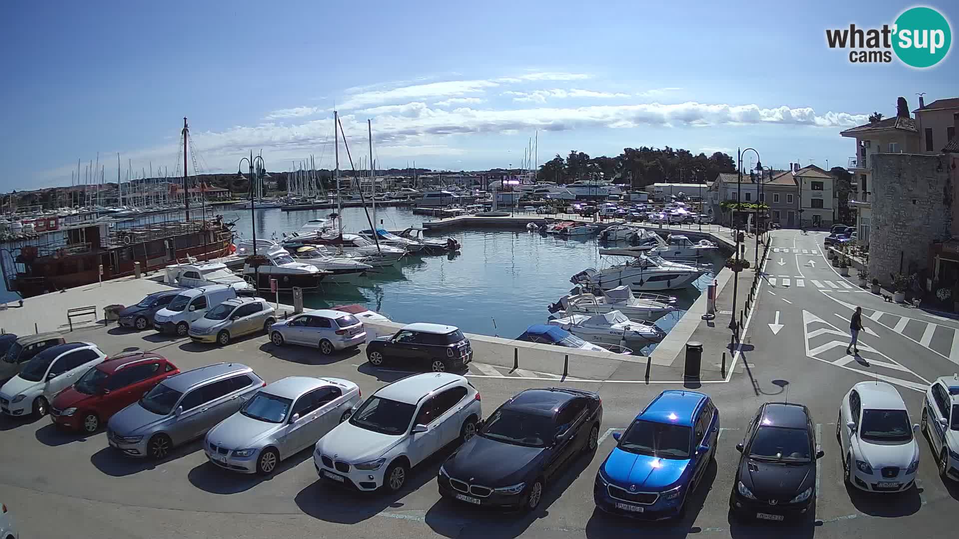Novigrad | Porporela marina