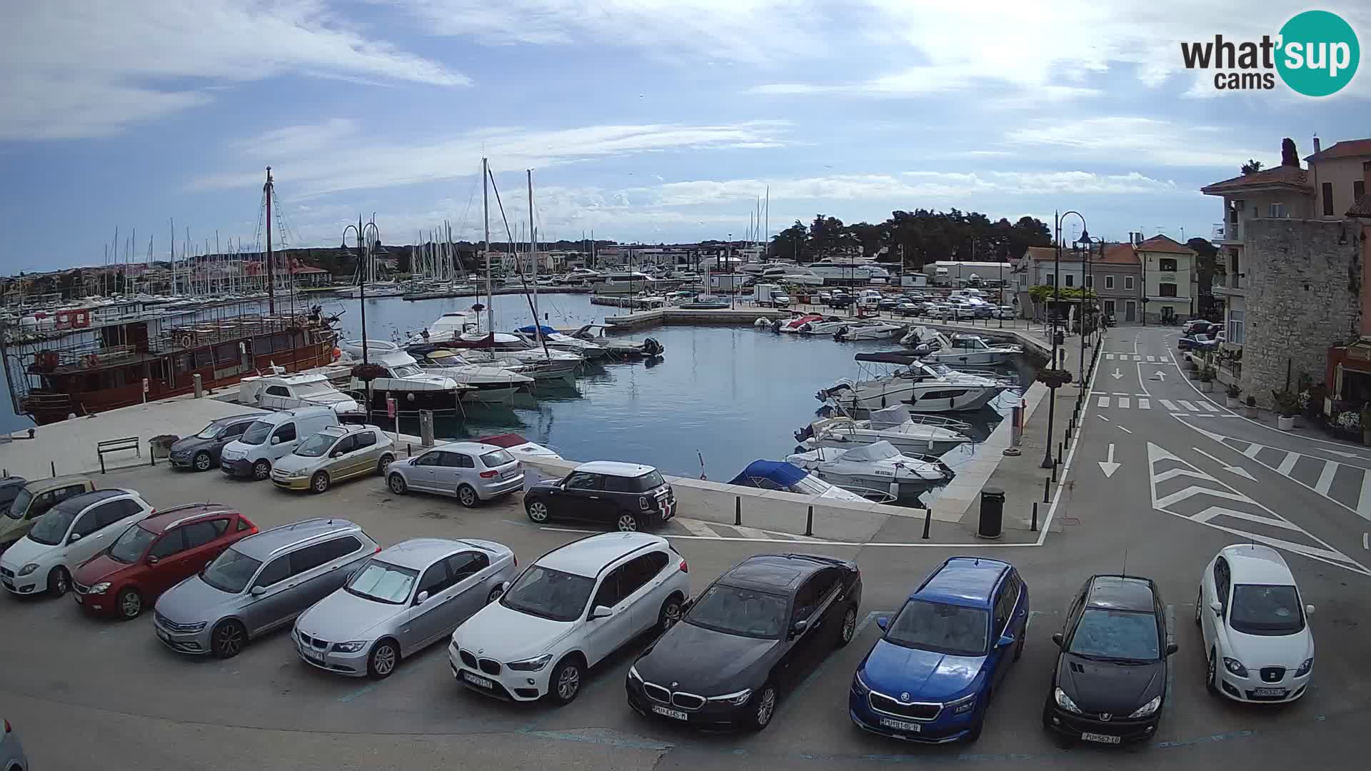 Novigrad | Porporela marina
