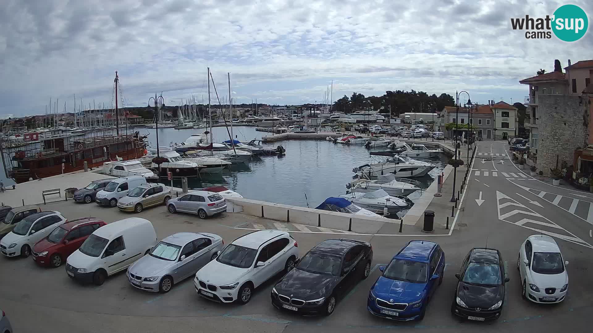 Novigrad | Porporela marina