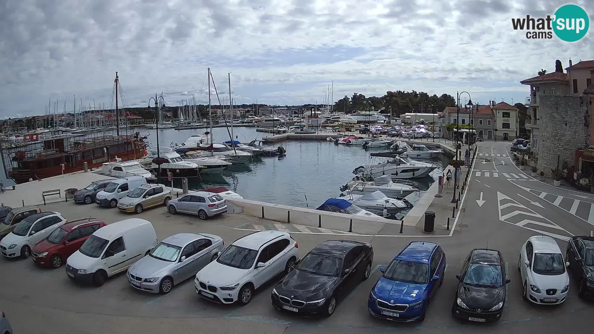 Novigrad | Porporela marina