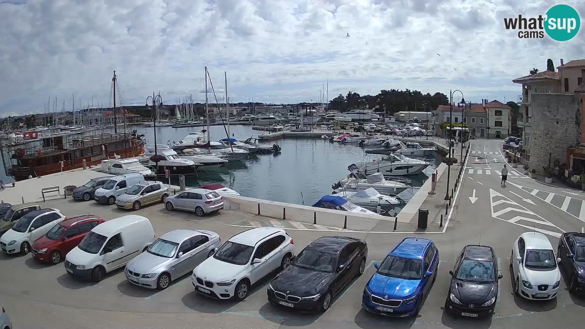 Novigrad | Porporela marina