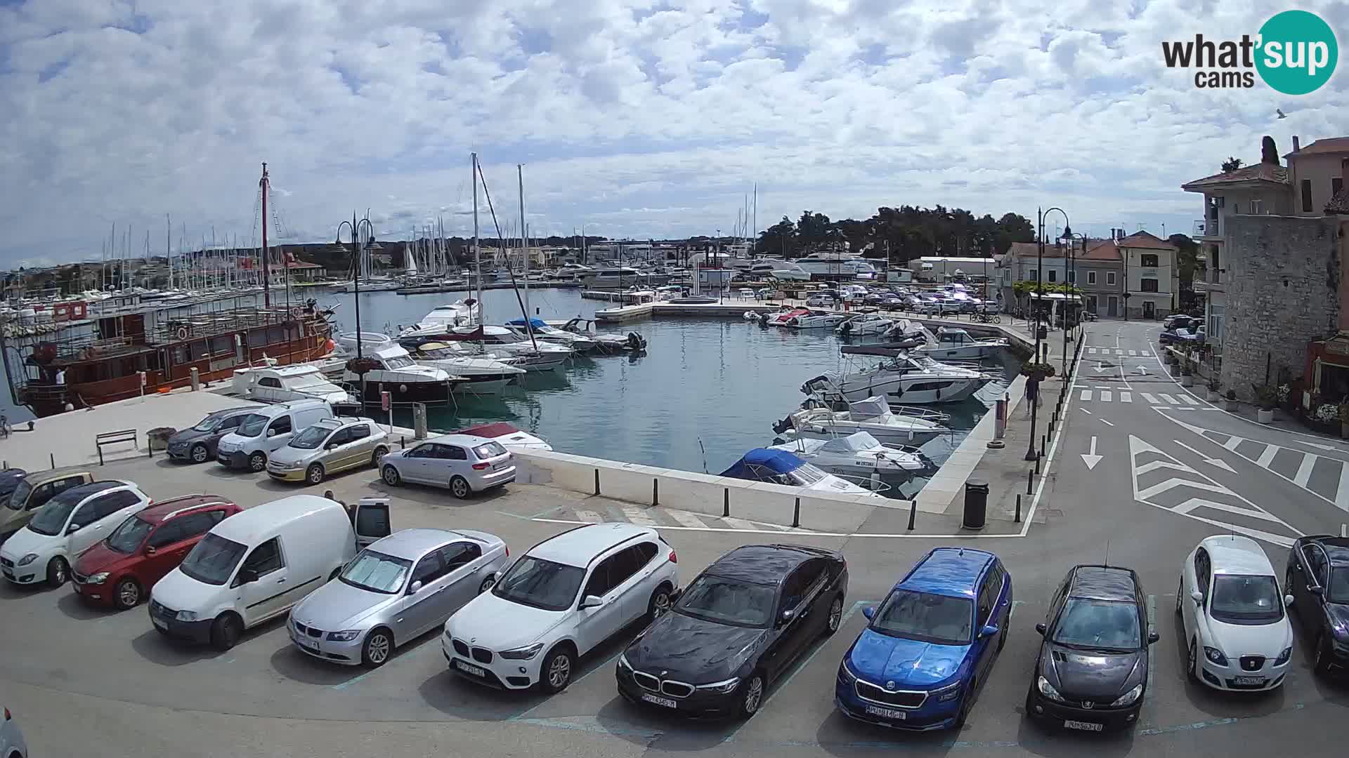 Novigrad | Porporela marina