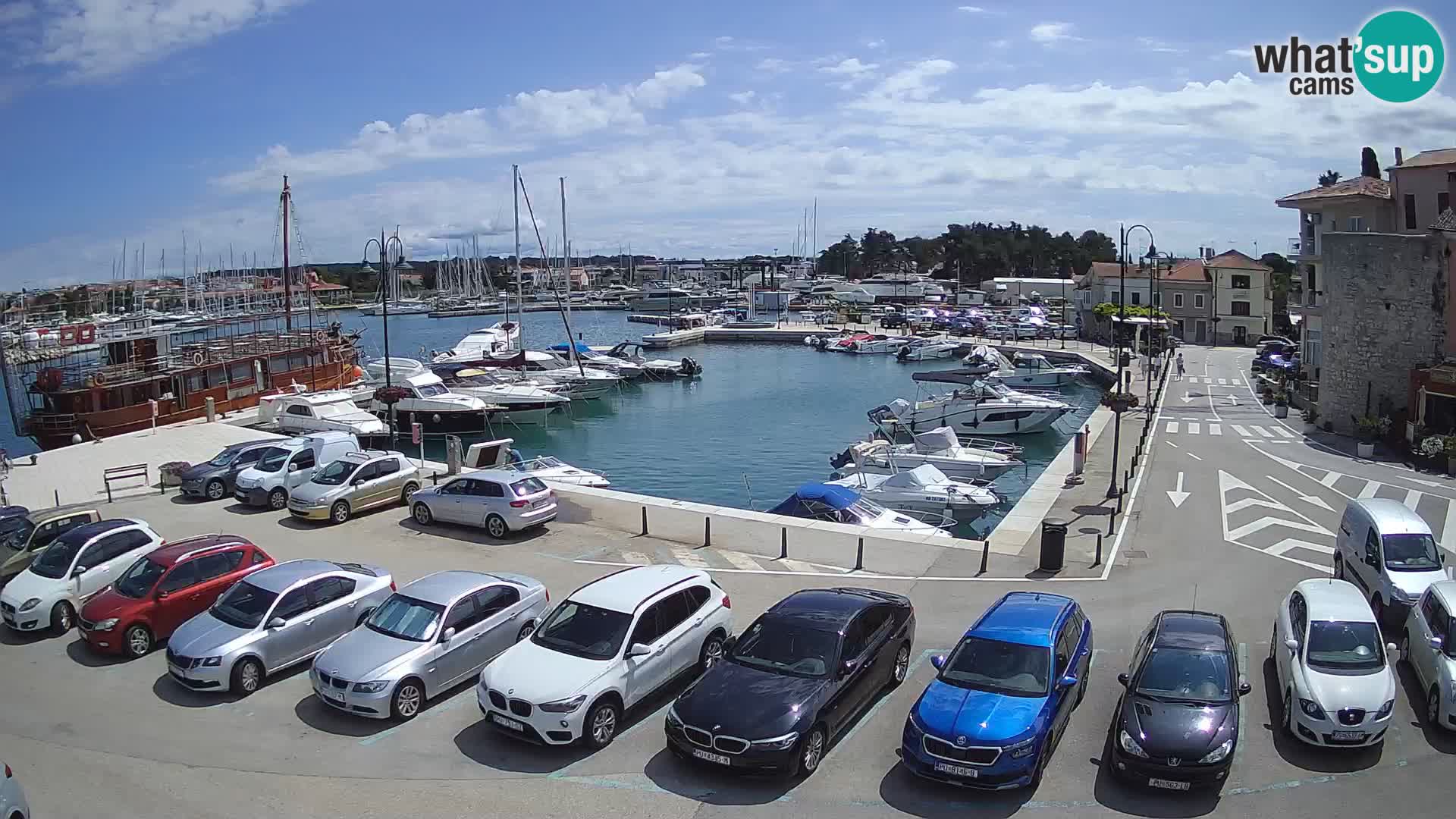 Novigrad | Porporela marina