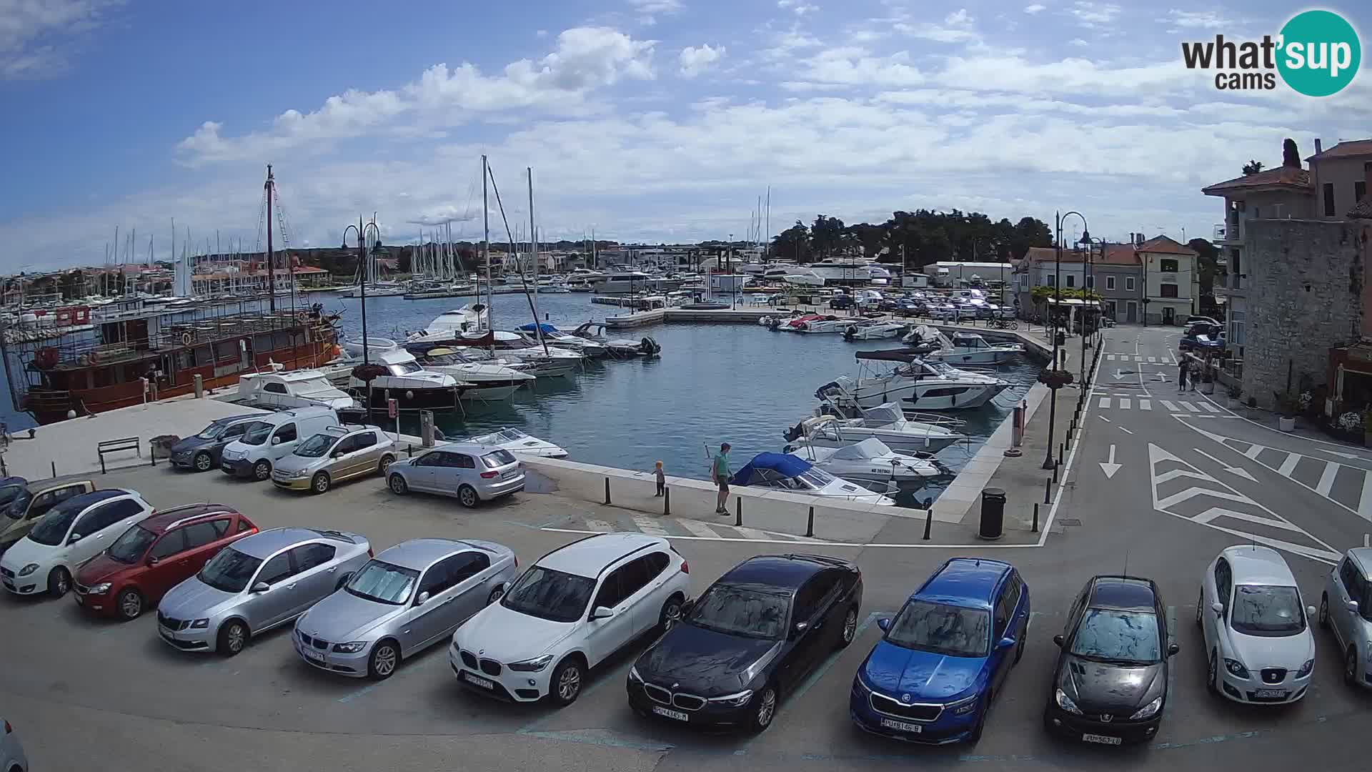 Novigrad | Porporela marina