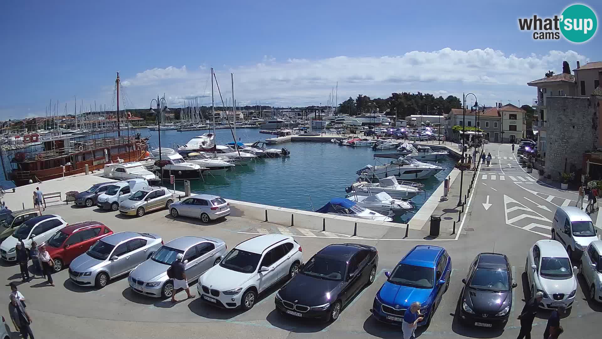 Novigrad | Porporela marina