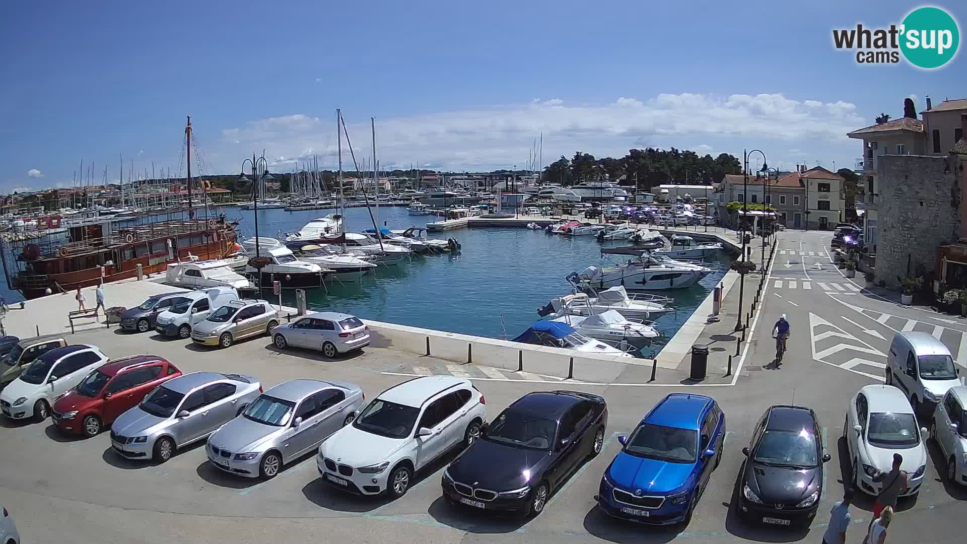 Novigrad | Porporela marina