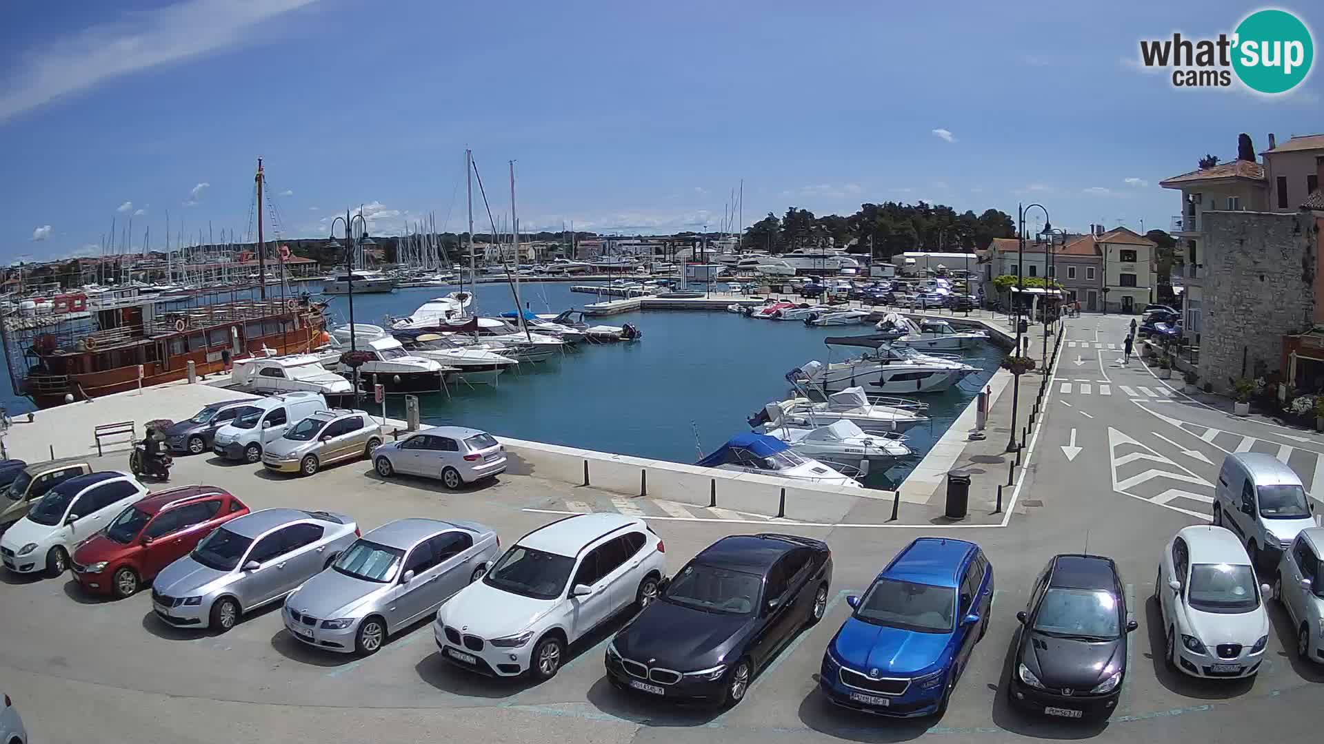 Novigrad | Porporela marina