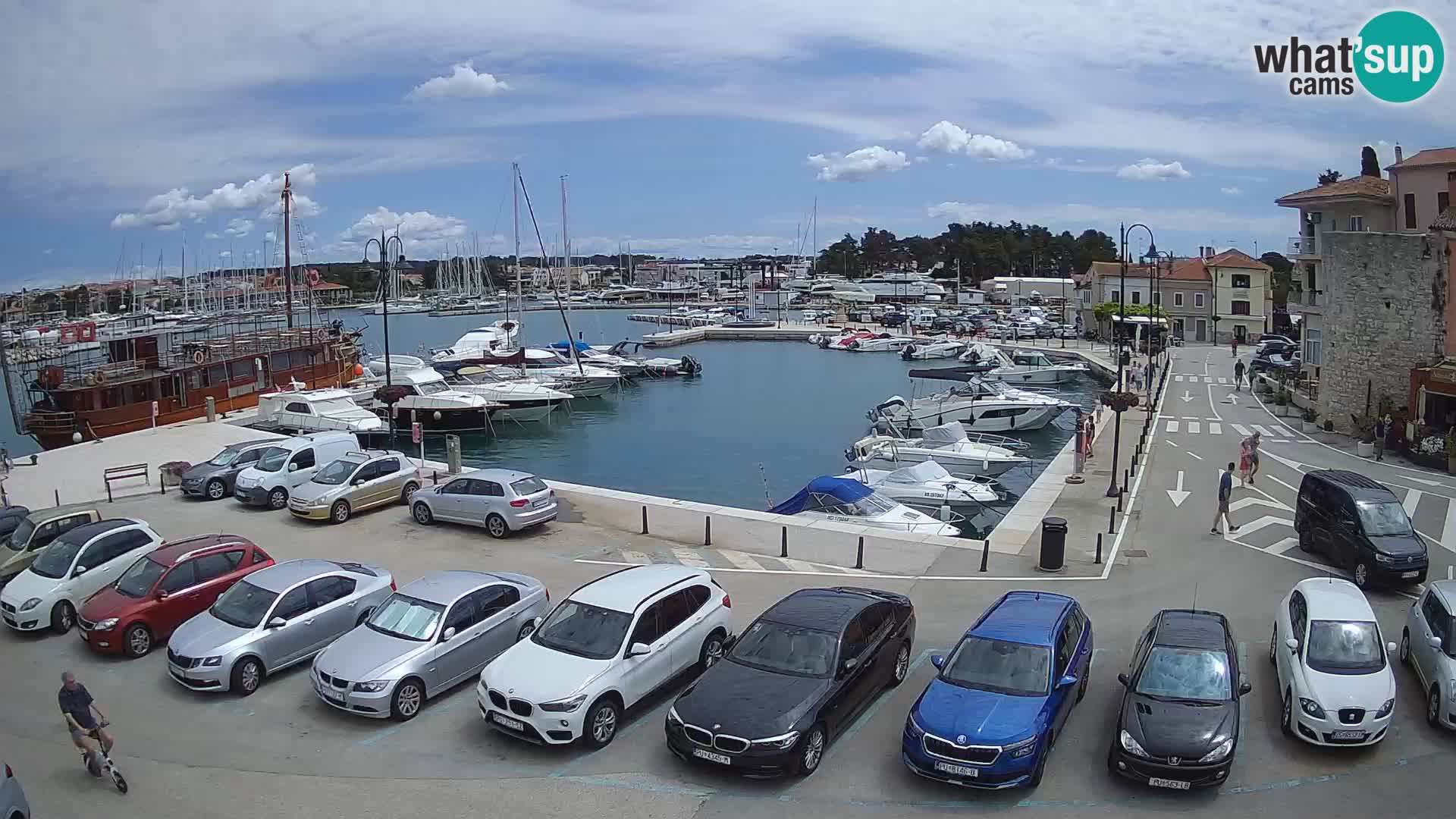 Novigrad | Porporela marina