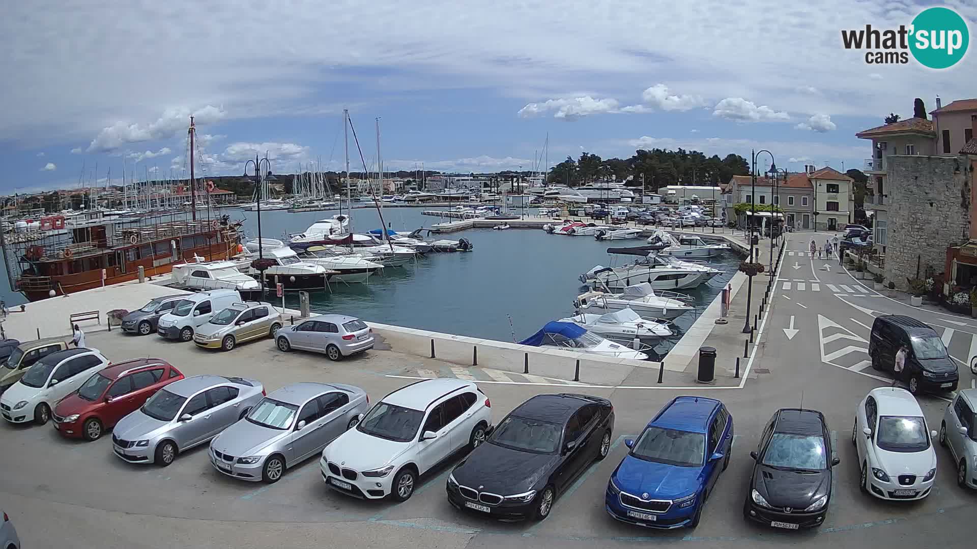 Novigrad | Porporela marina