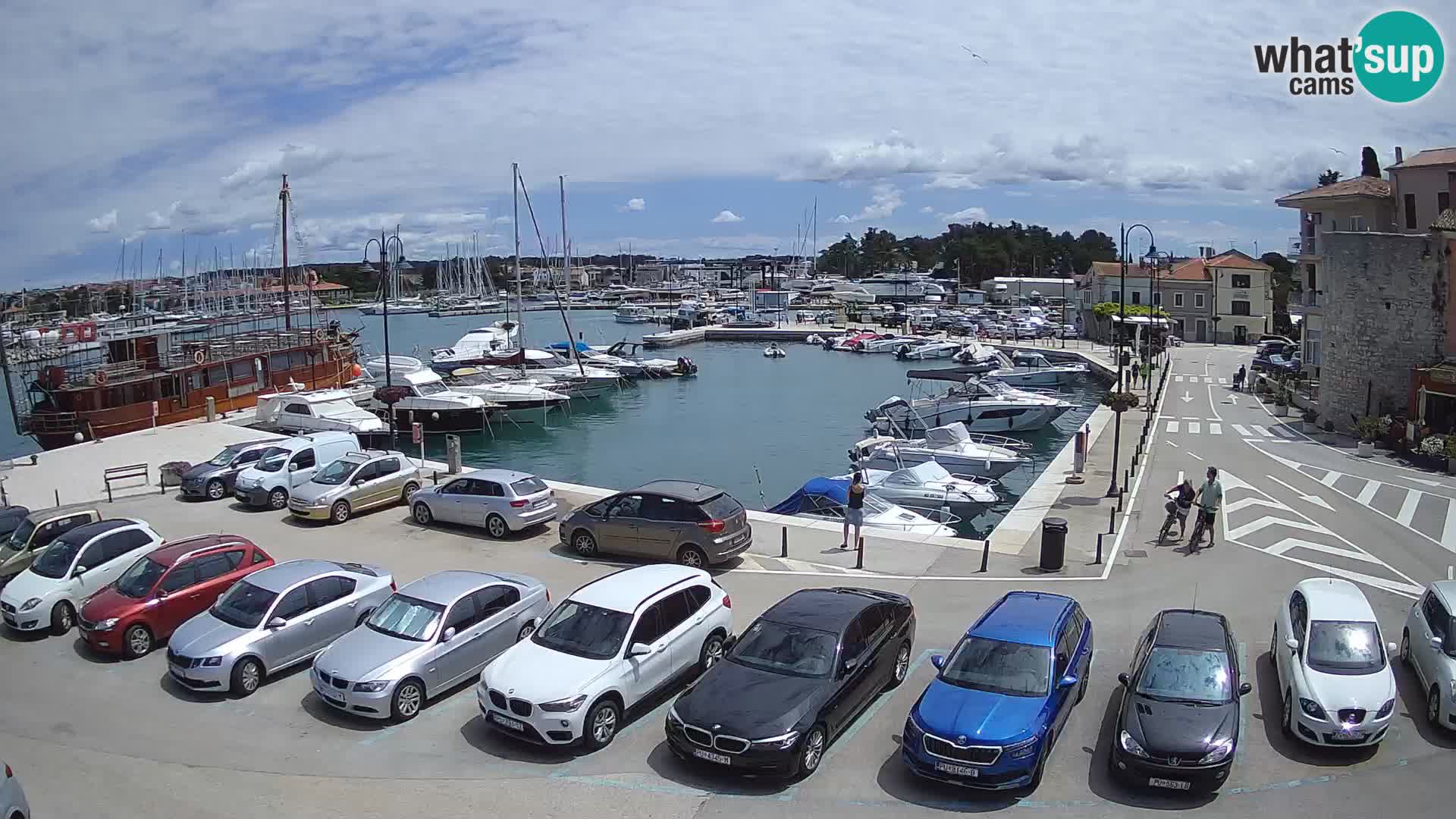 Novigrad | Porporela marina