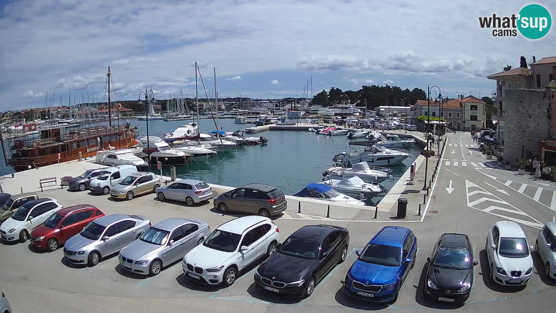 Novigrad | Porporela marina