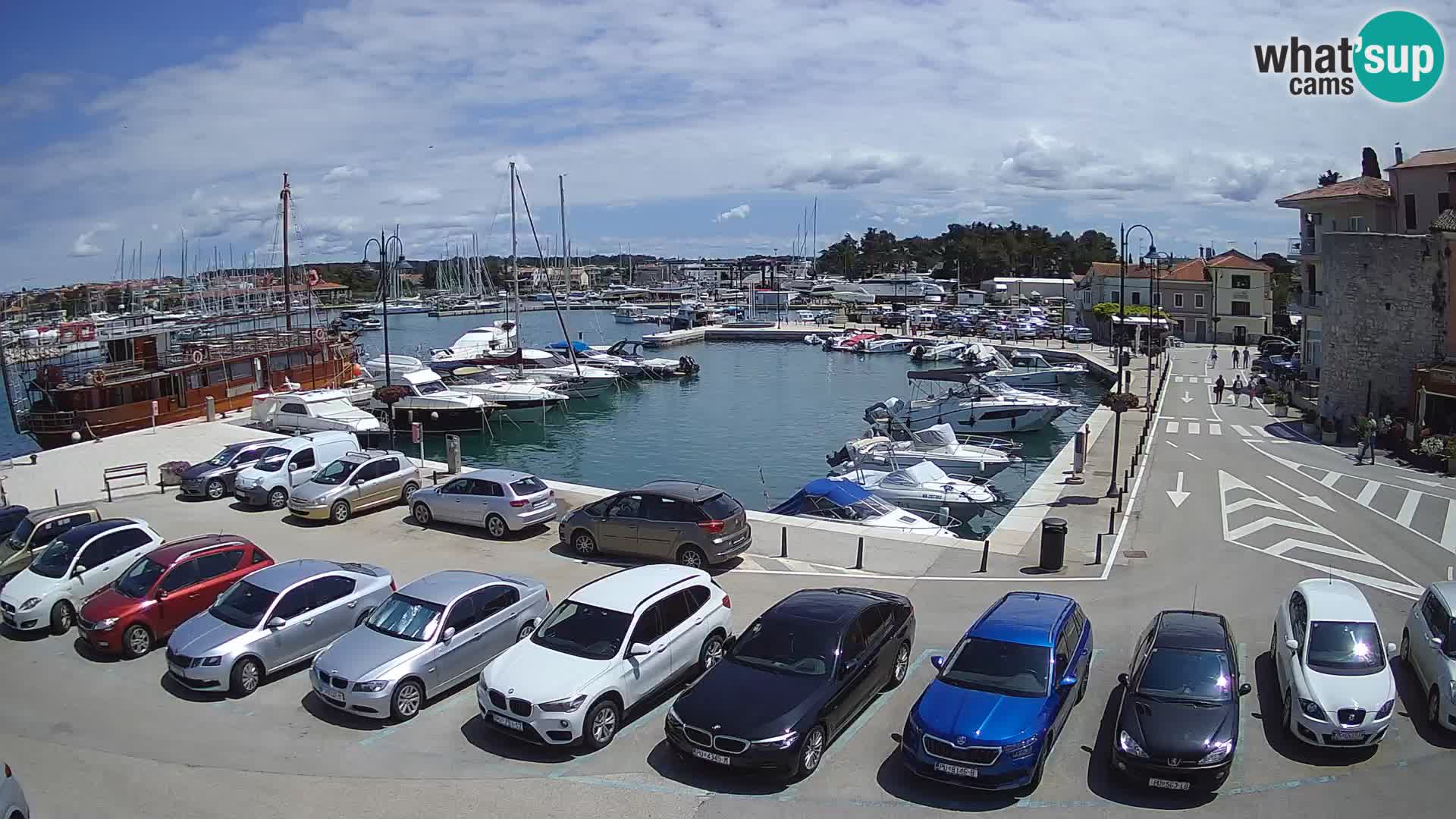 Novigrad | Porporela marina