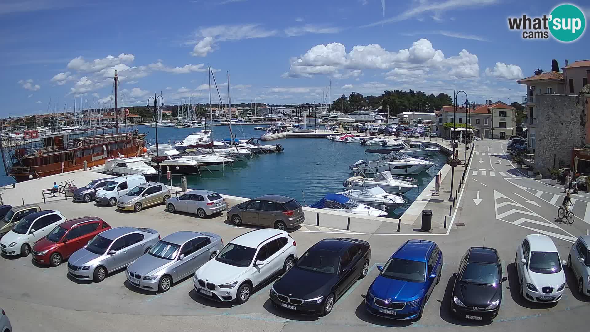 Novigrad | Porporela marina