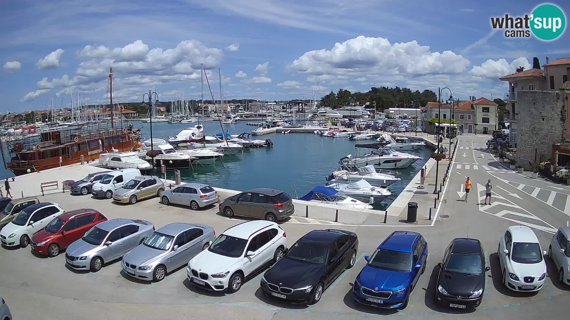 Novigrad | Porporela marina