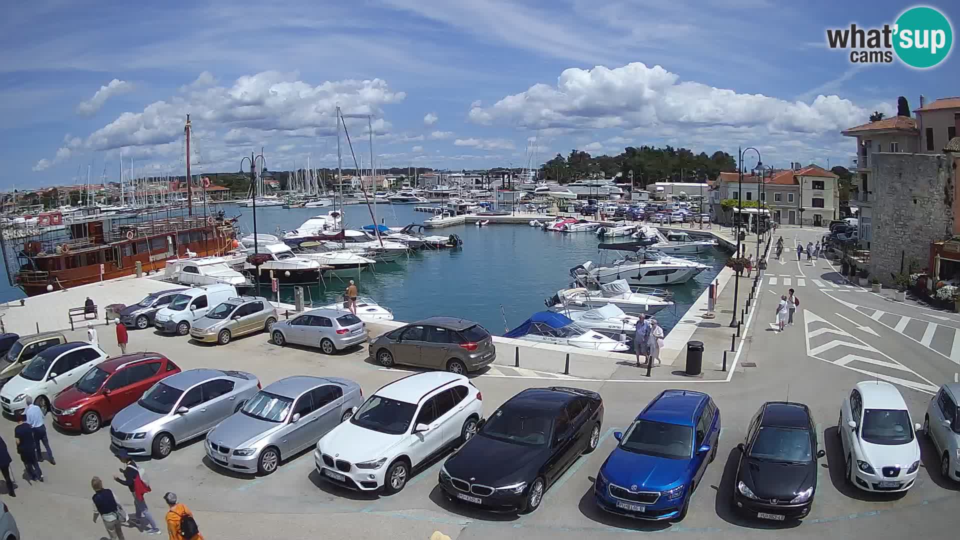 Novigrad | Porporela marina