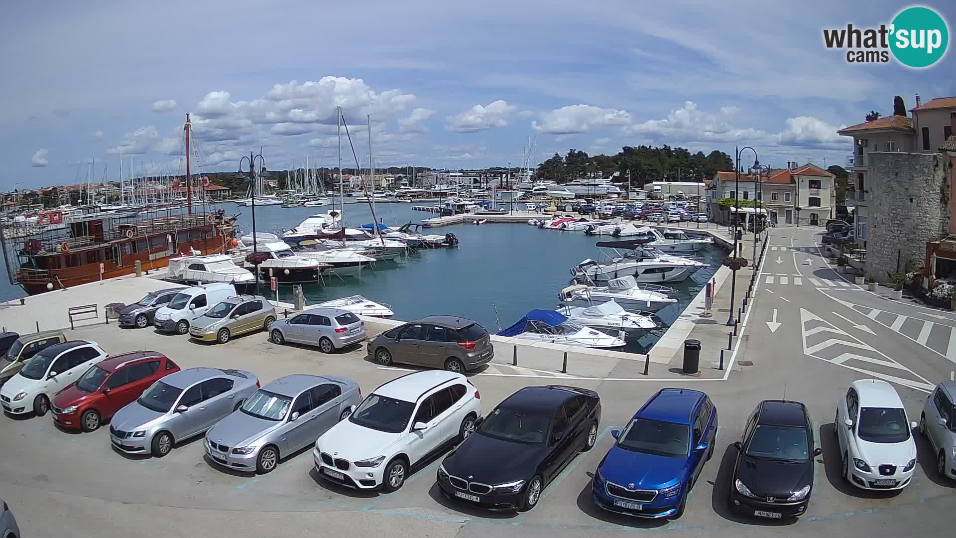 Novigrad | Porporela marina