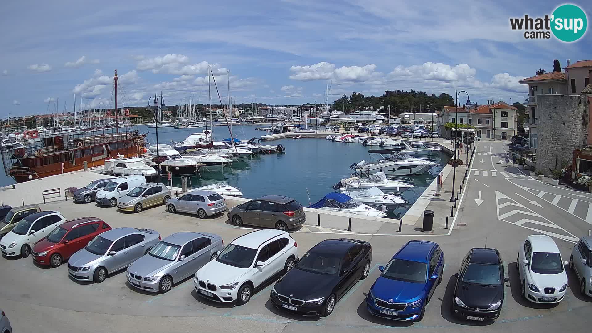 Novigrad | Porporela marina