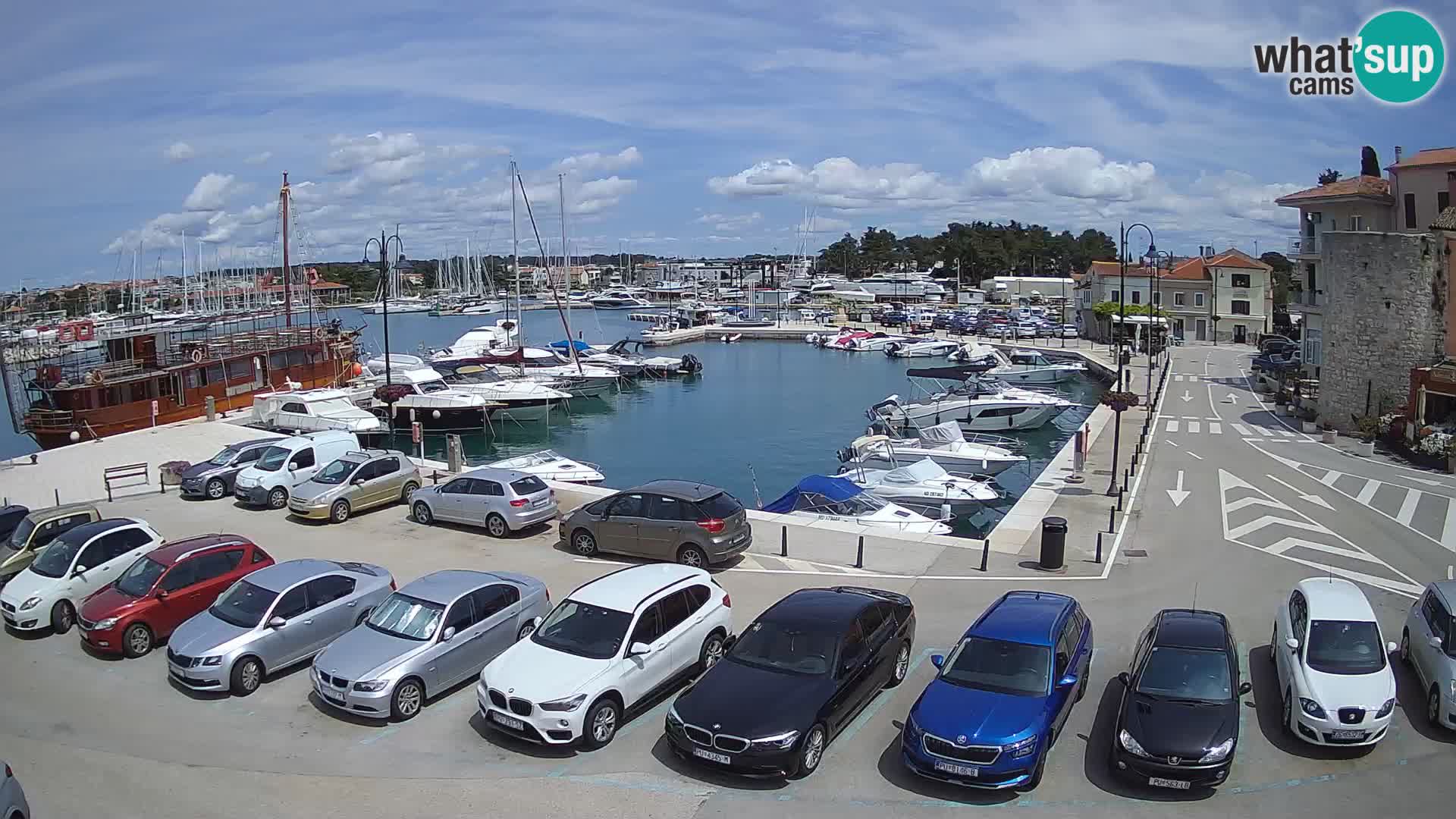 Novigrad | Porporela marina