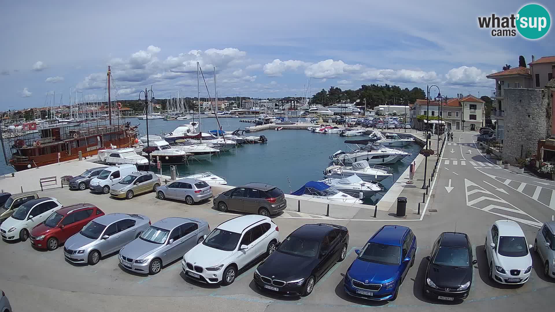 Novigrad | Porporela marina
