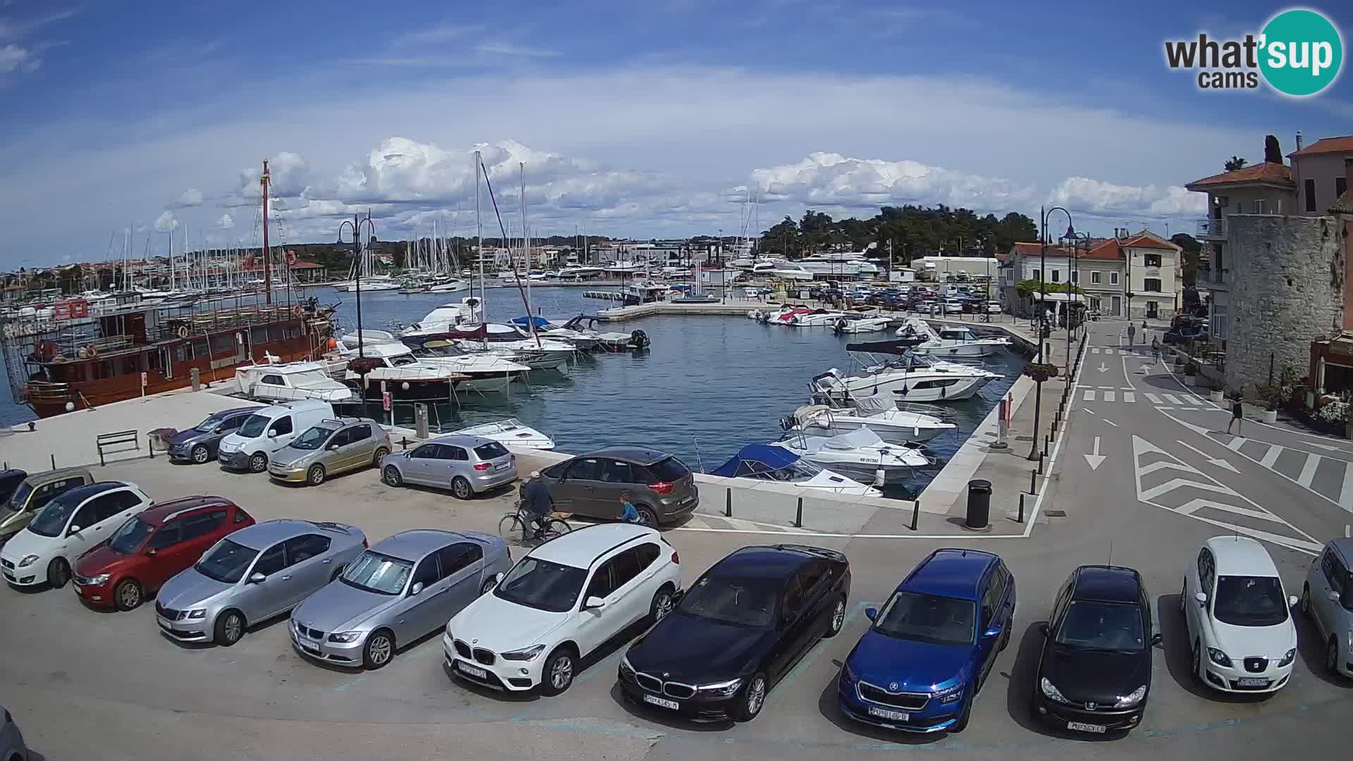 Novigrad | Porporela marina